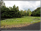 foto Parco nazionale Vulcani delle Hawaii